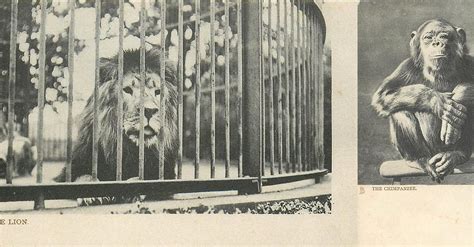Set: ZOO SERIES unnumbered .